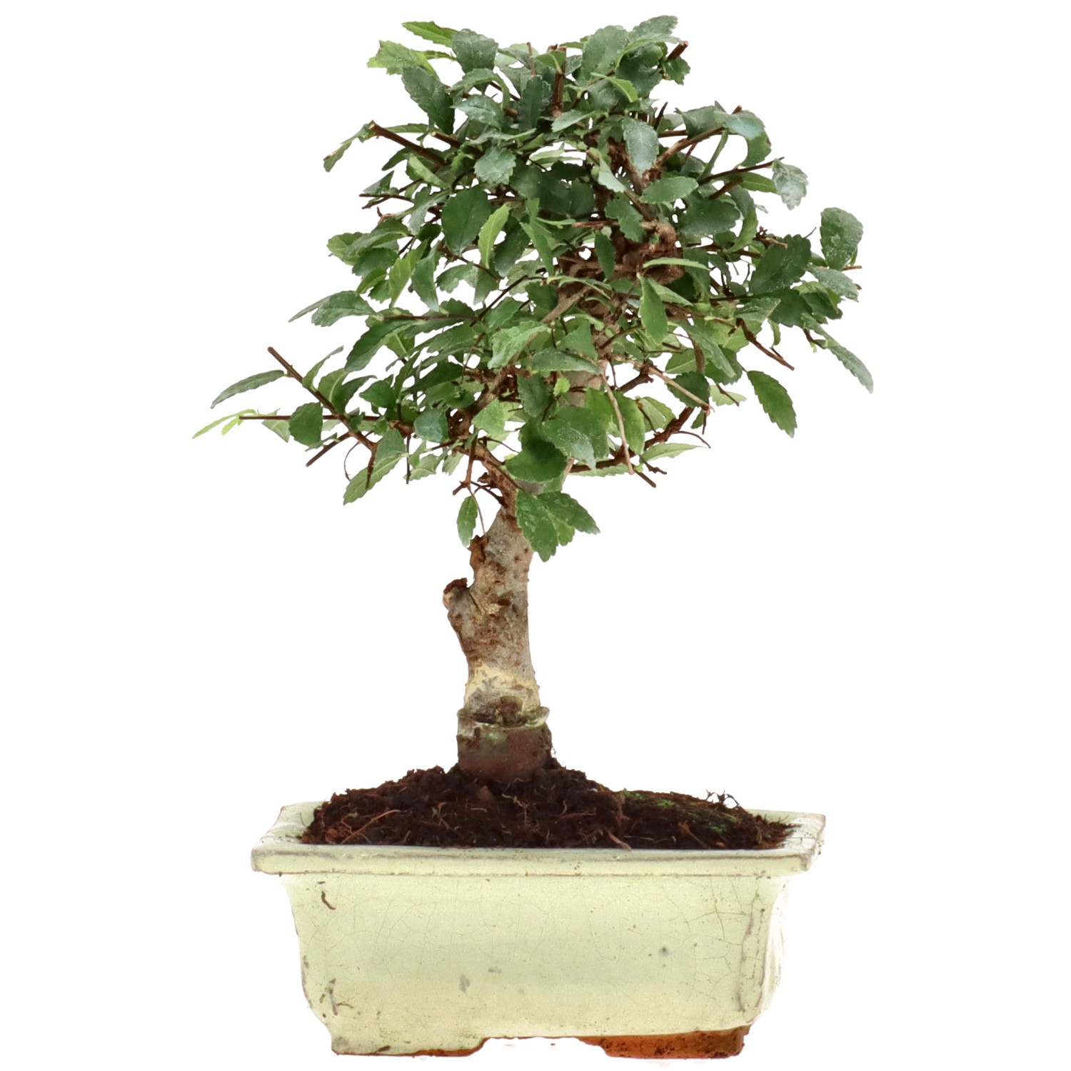 Chinese elm, approx. 6 y. (18 cm)