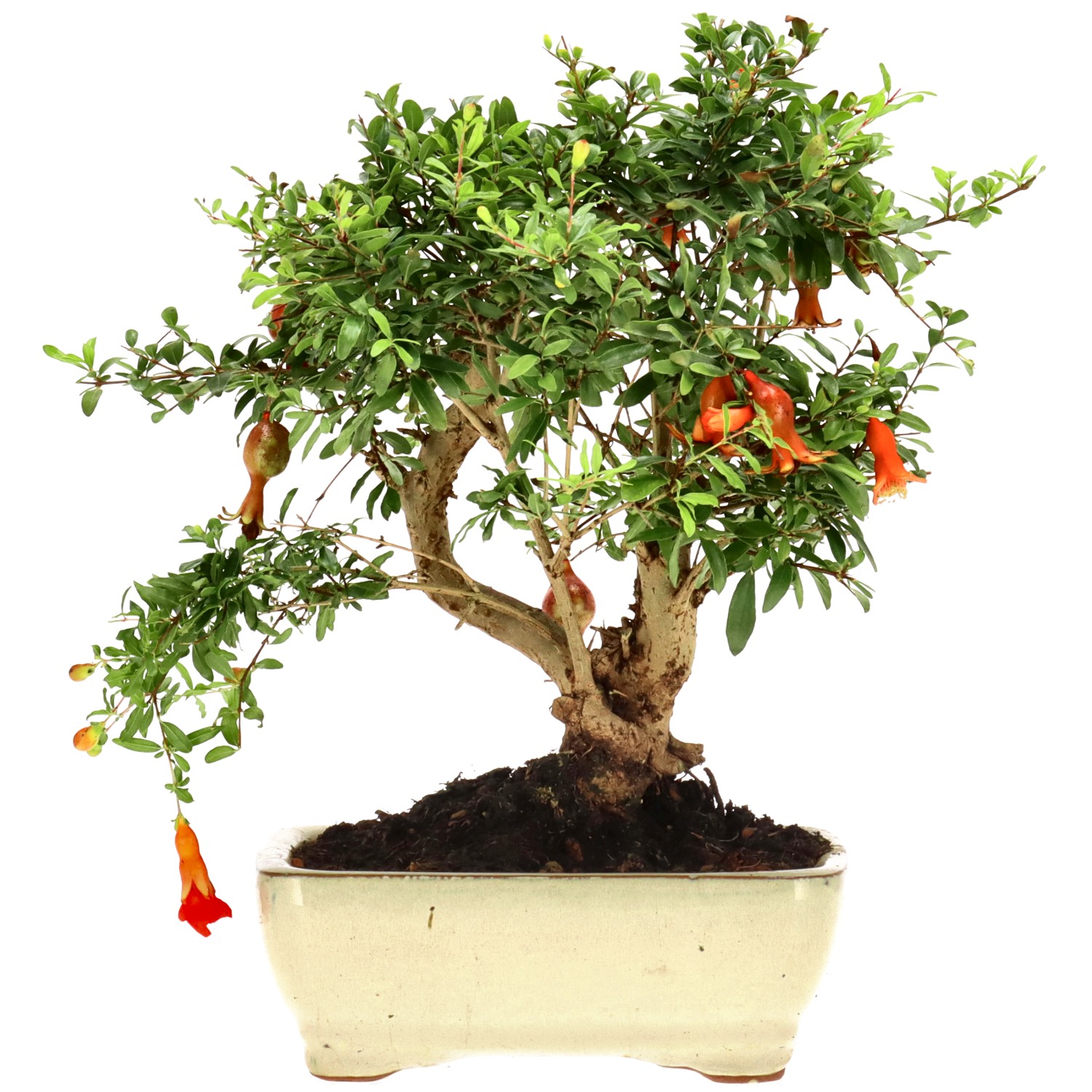 Granatapfel, ca. 9 J. (24 cm)