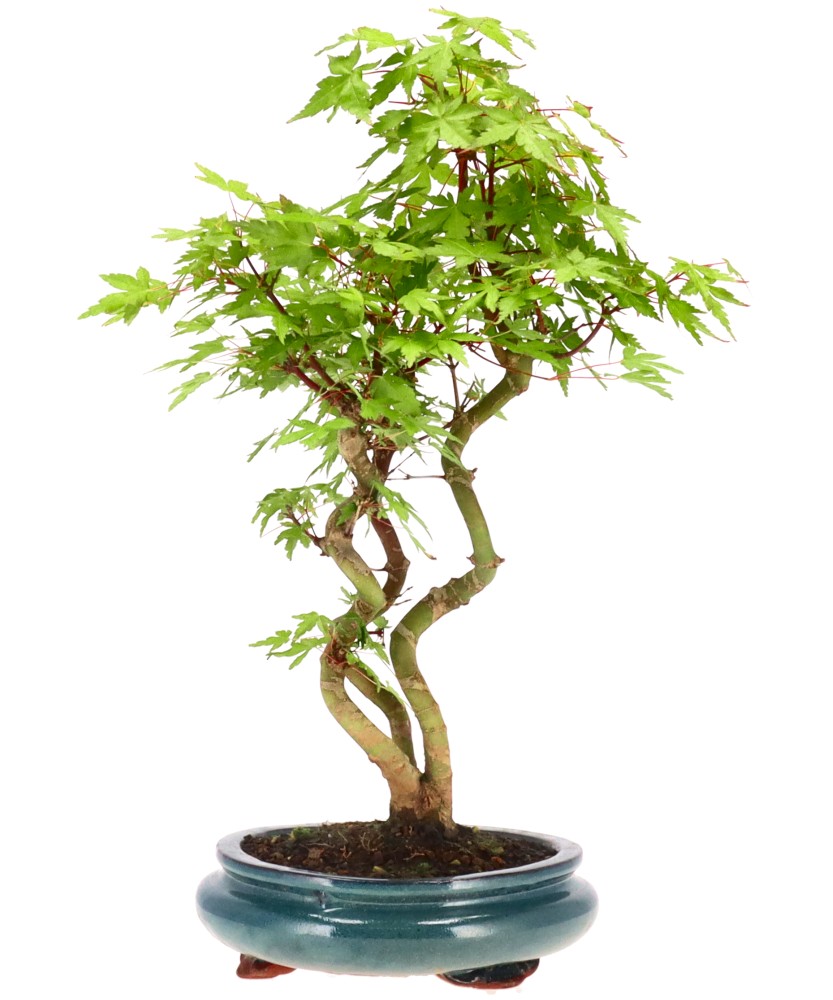 bonsai.fallbackImageTitle bonsai.fallbackImageTitle