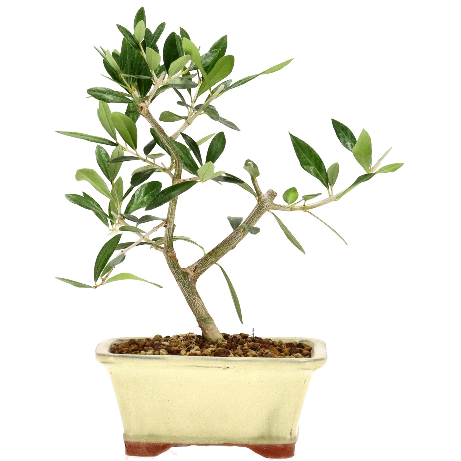 Wildolive, ca. 5 J. (22 cm)