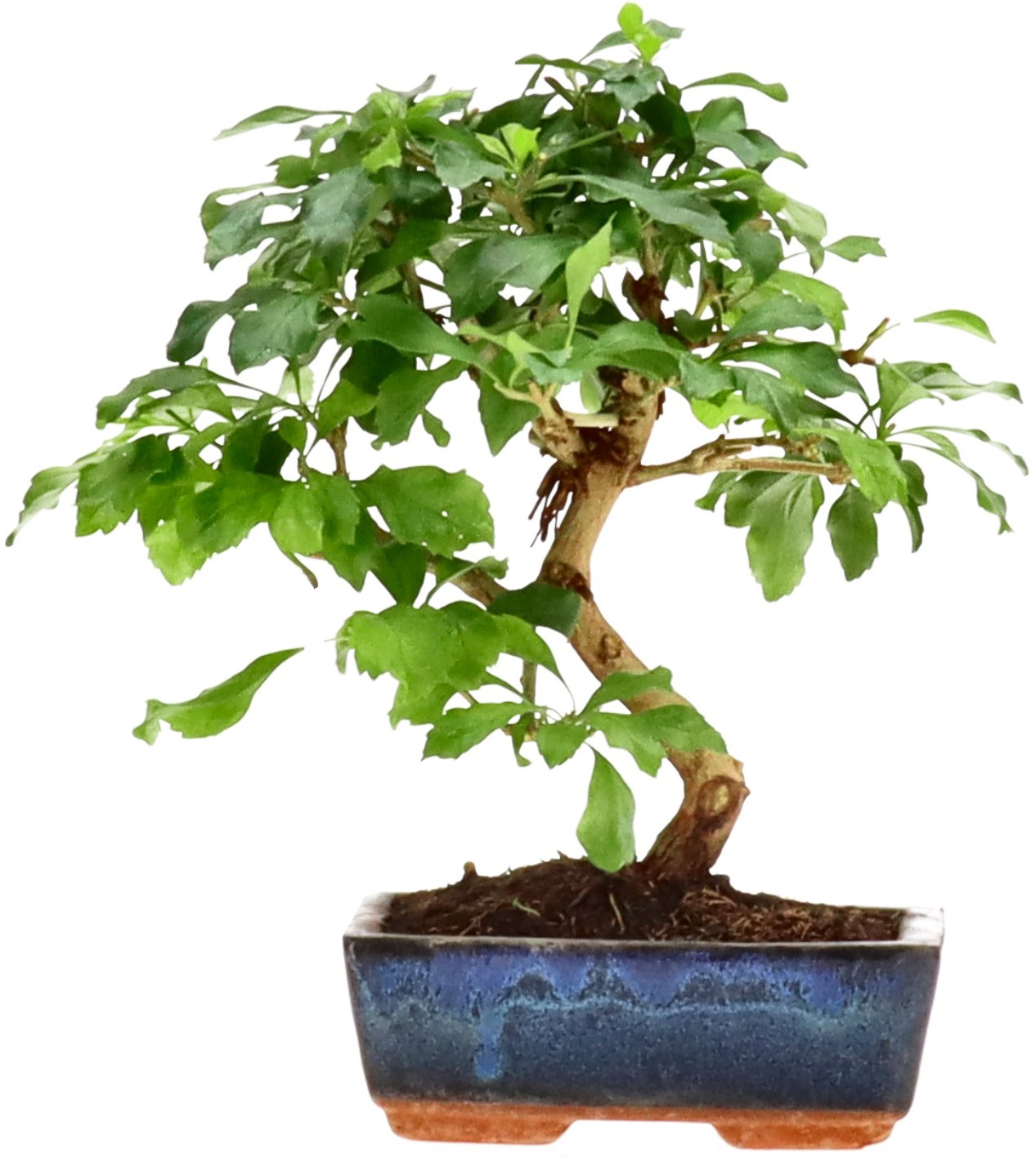 [Z022] Duranta repens, ca. 9 anni