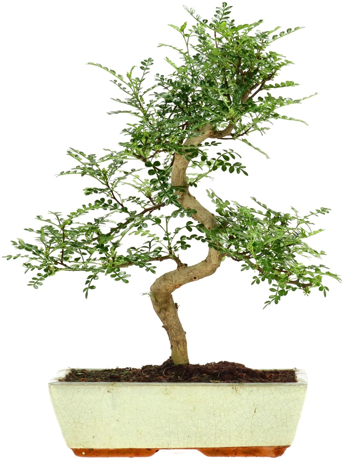 [Z022] Poivre du Sichuan, env. 14 ans