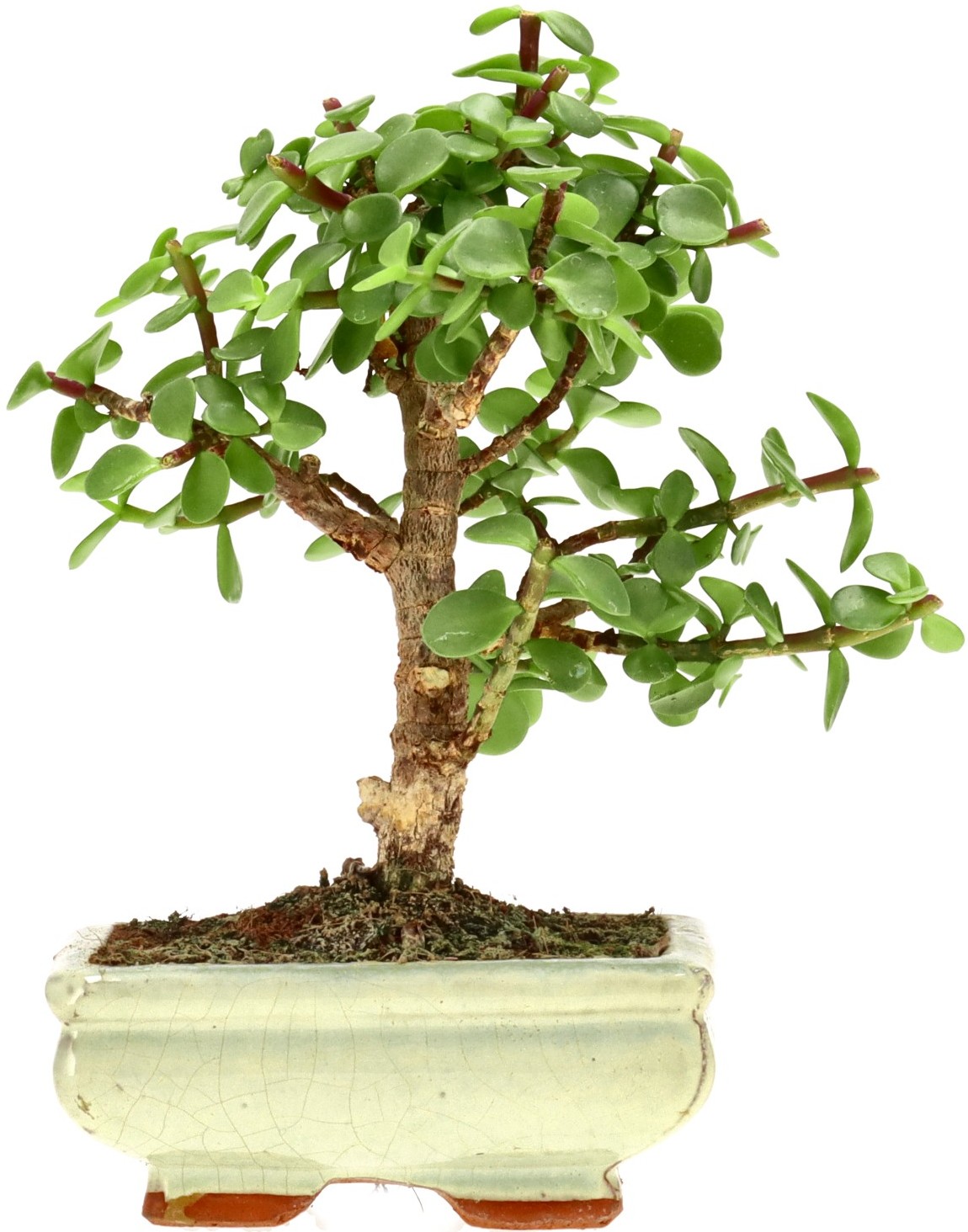 [Z022] Elephant bush, approx. 7 years