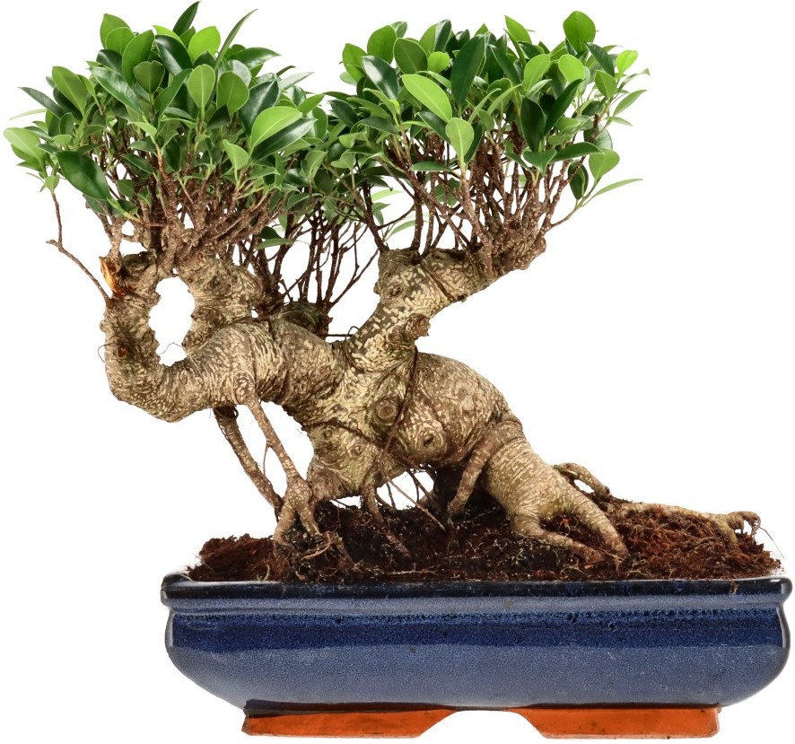 [Z022] Ficus Retusa, aprox. 22 annos