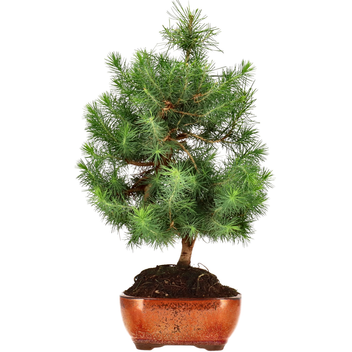 Pin d'Alep, env. 9 ans (38 cm)