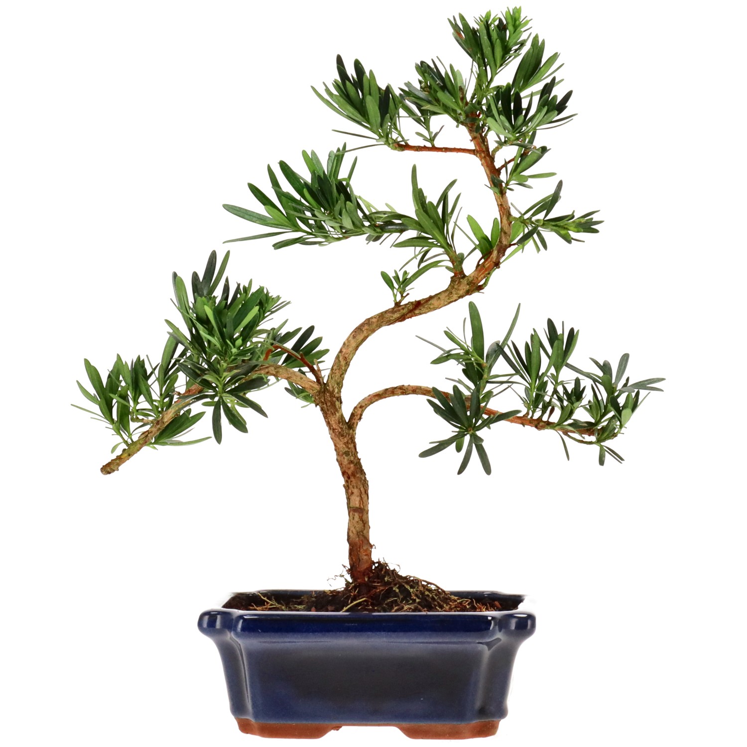 Chin. Steineibe, ca. 9 J. (31 cm)