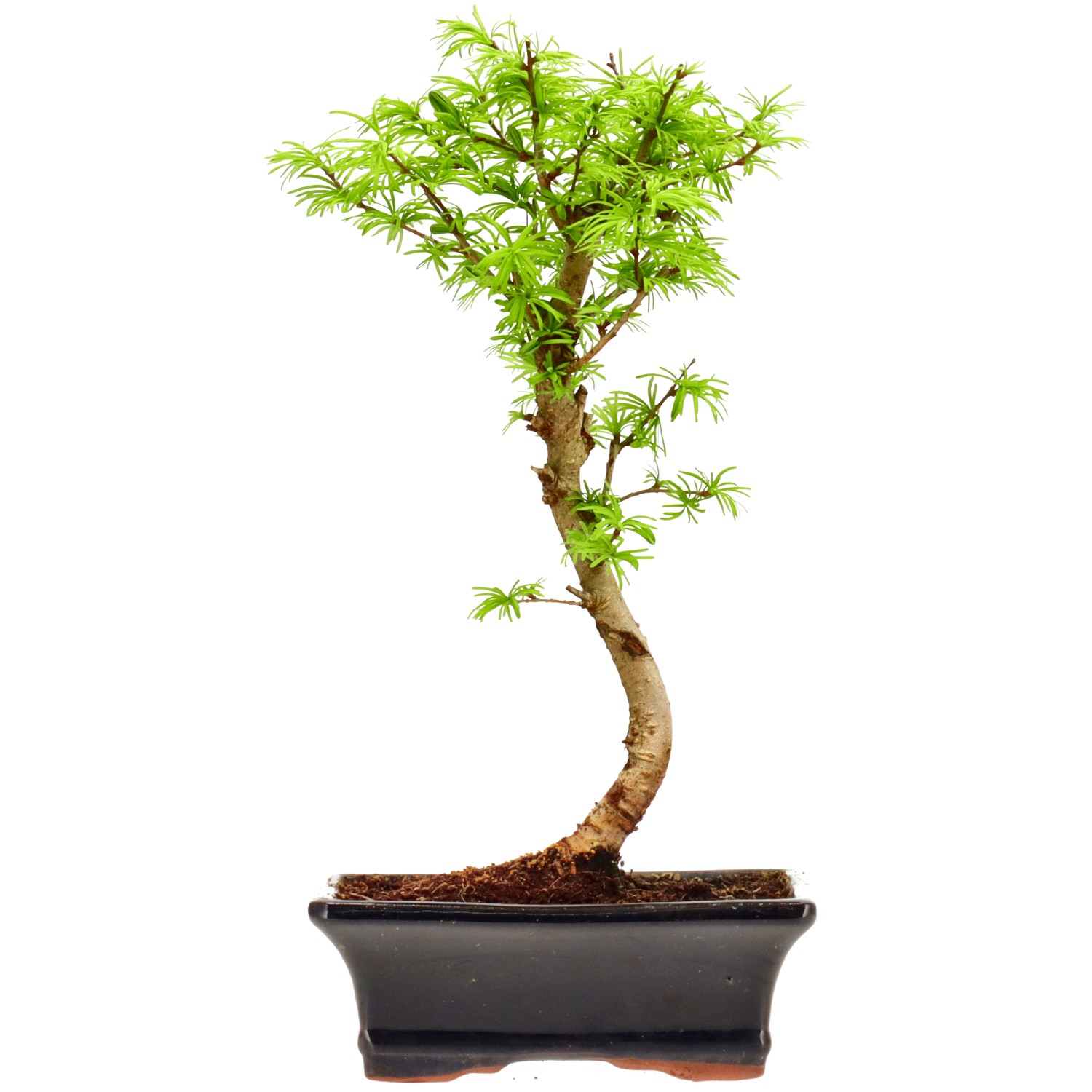 Goldlärche, ca. 10 J. (32 cm)