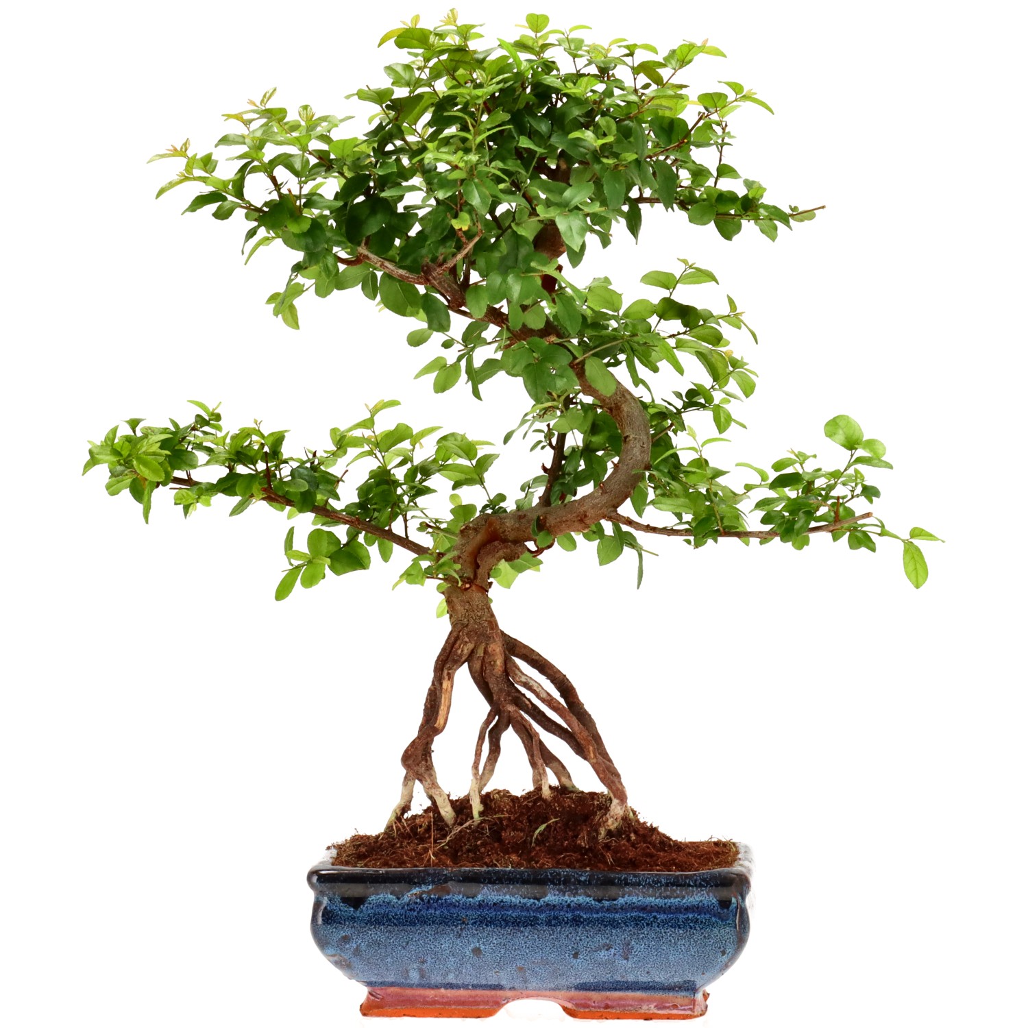 Sageretia theezans, env. 9 ans (36 cm)