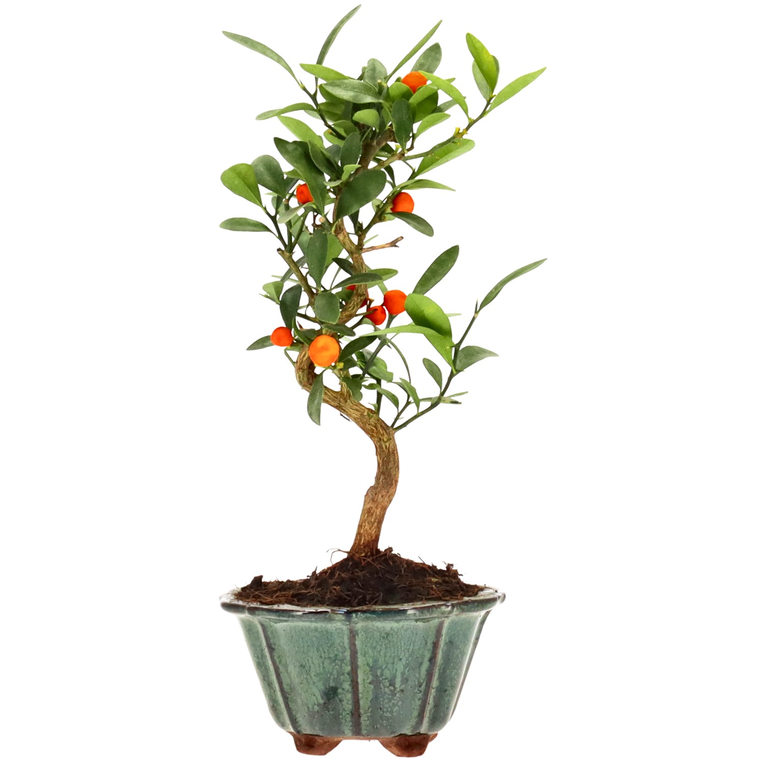 Chinotto, ca. 7 anni (25 cm)