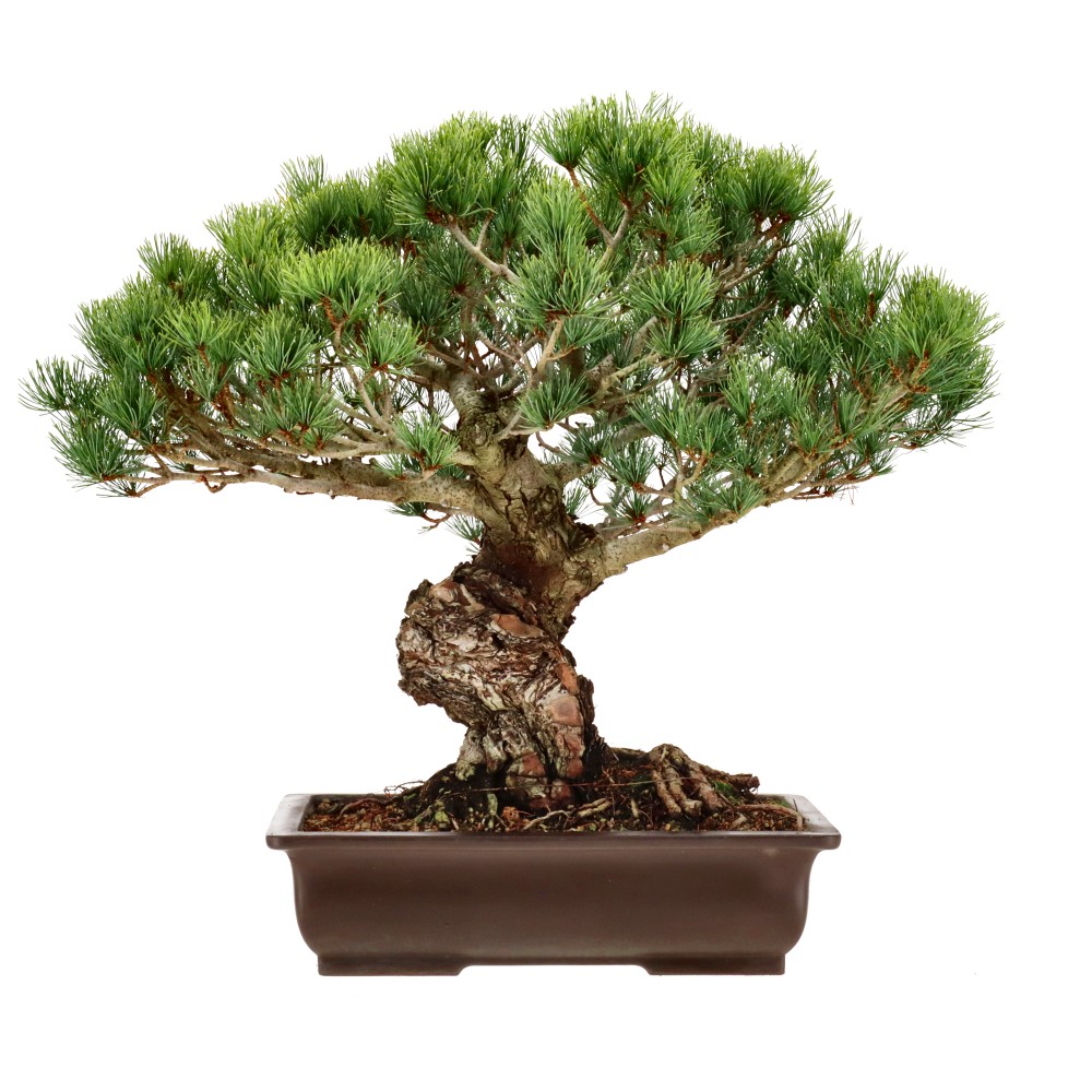 Japanse witte den, ca. 30 j. (46 cm)
