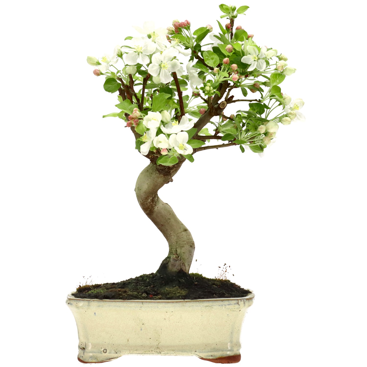 Pommier d’ornement, env. 12 ans (32 cm)