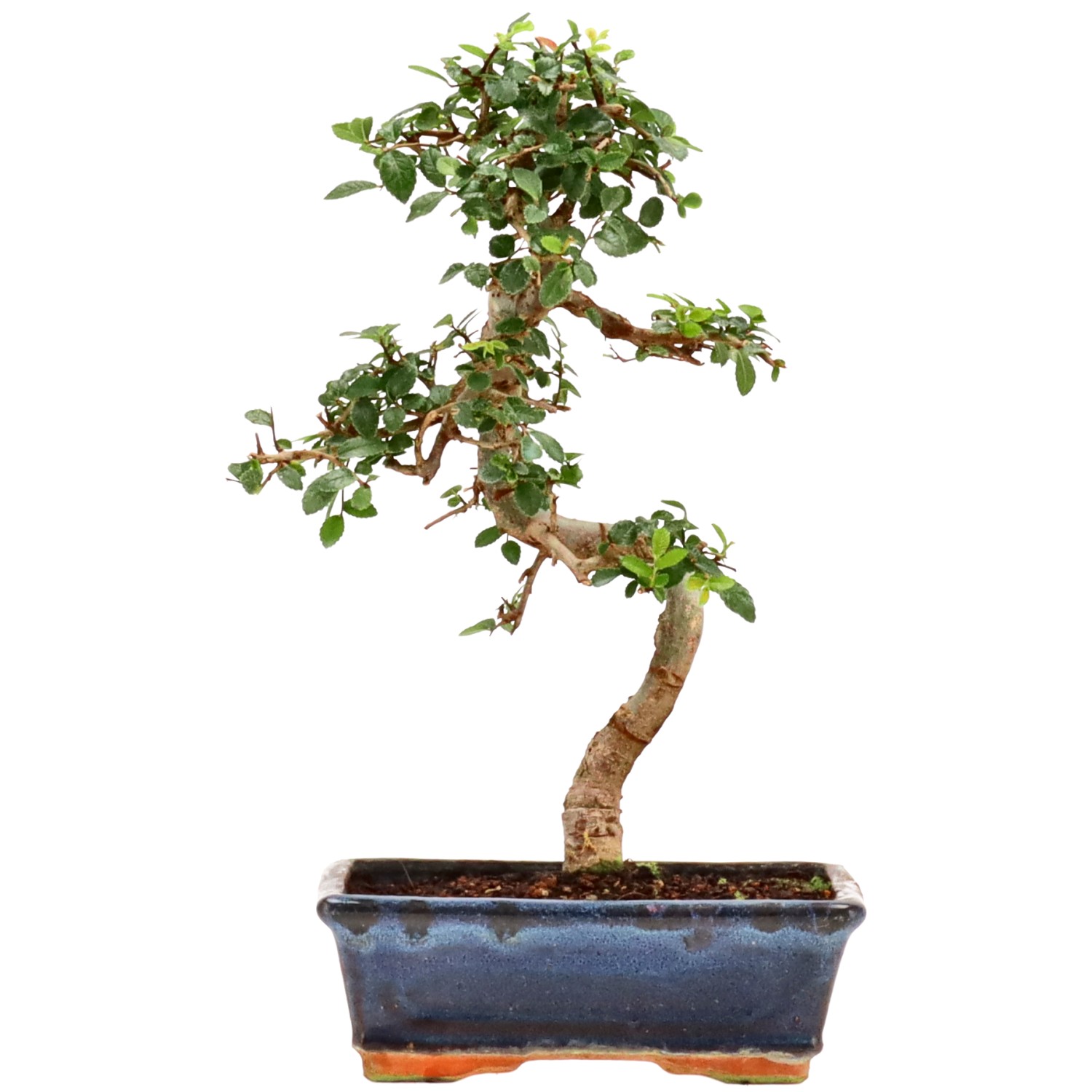 bonsai.fallbackImageTitle bonsai.fallbackImageTitle