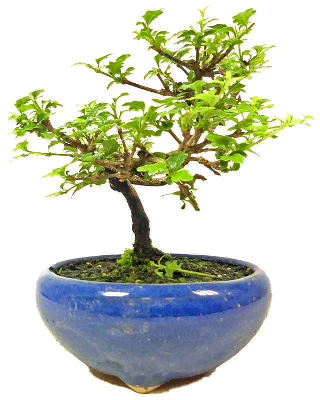 [SH004] Premna japonica, ca. 7 years