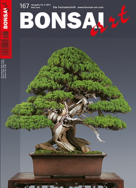 TITELTHEMA: Kokufu. Wacholder. Satsuki.
Der majestätische Shimpaku-Wacholder auf dem Titelbild dieser Ausgabe verkörpert alles, was man sich von einem reifen Bonsai dieser Art wünscht.
In unserer aktuellen Kokufu-Galerie und in den Artikeln dieses Heftes 