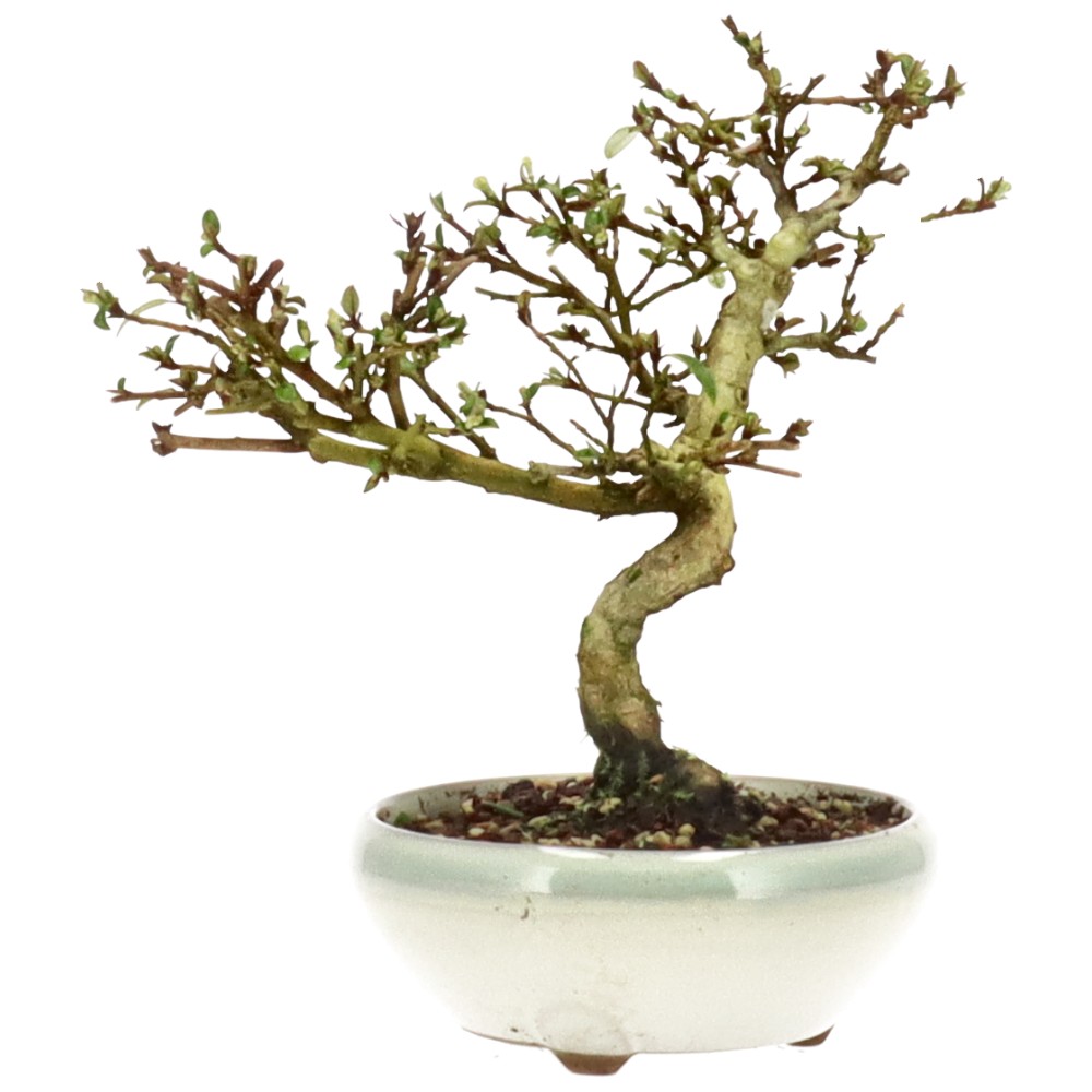 bonsai.fallbackImageTitle bonsai.fallbackImageTitle