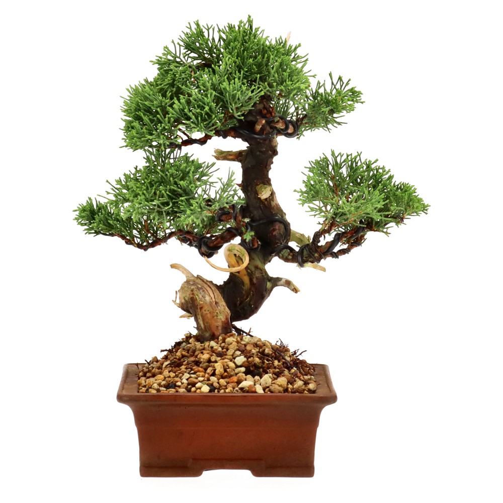 bonsai.fallbackImageTitle