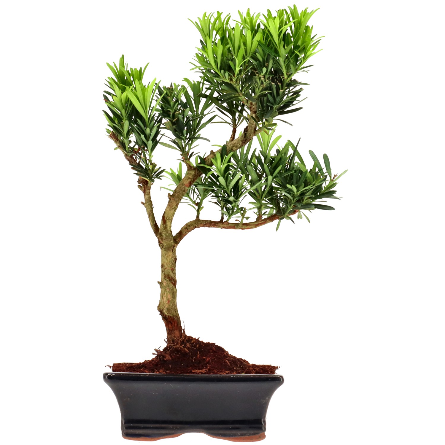 Chin. Steineibe, ca. 7 J. (30 cm)