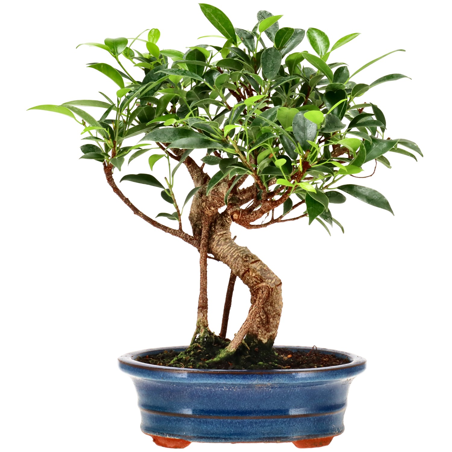 Chin. Feigenbaum (Ret.), ca. 9 J. (24 cm)