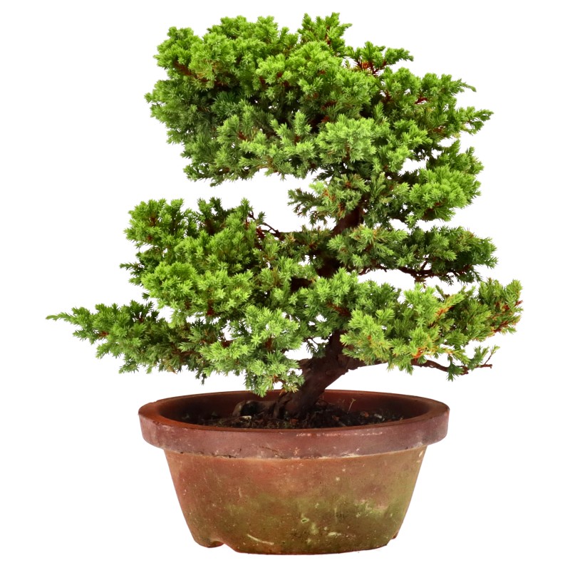 bonsai.fallbackImageTitle bonsai.fallbackImageTitle