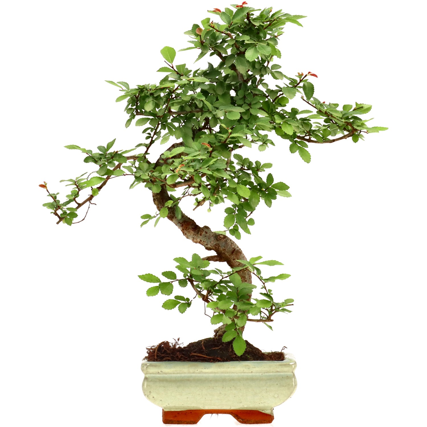 Olmo chino, aprox. 7 años (32 cm)