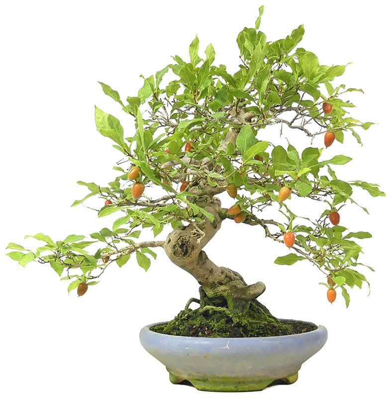 bonsai.fallbackImageTitle bonsai.fallbackImageTitle