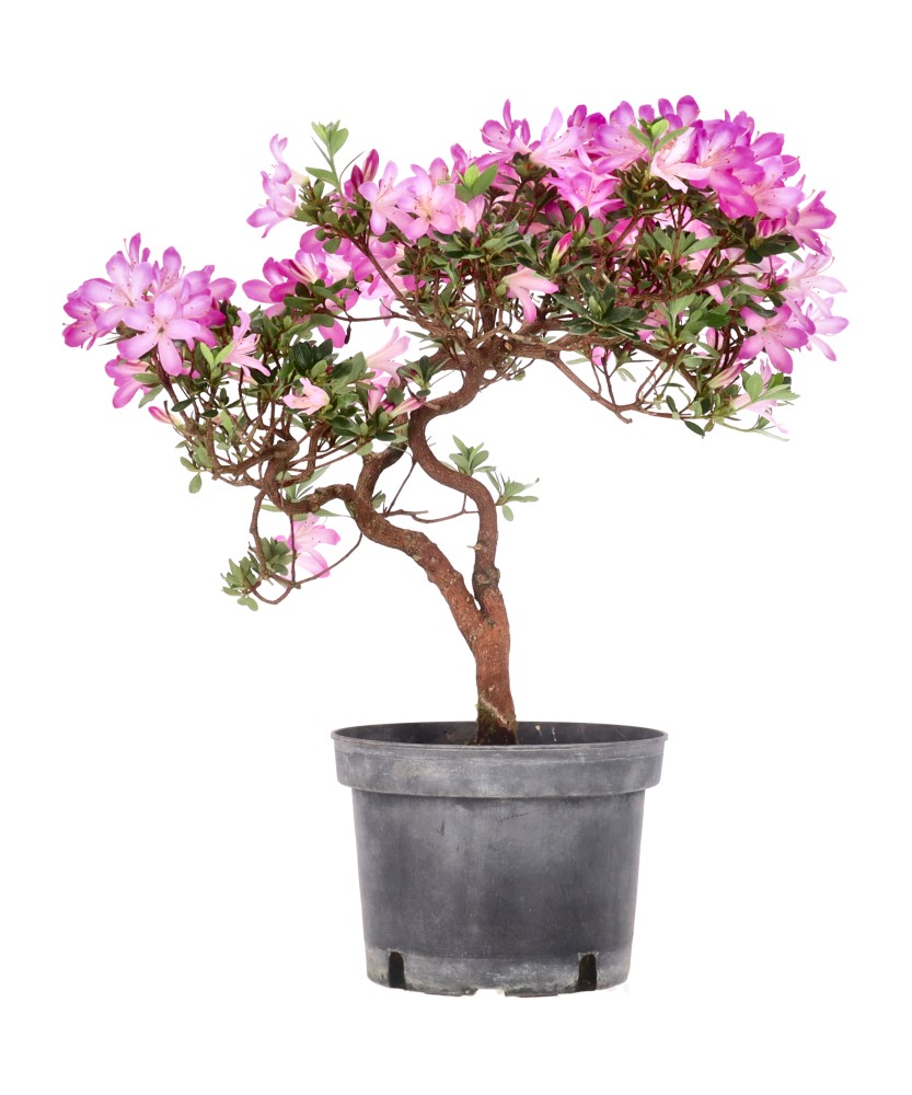 bonsai.fallbackImageTitle bonsai.fallbackImageTitle