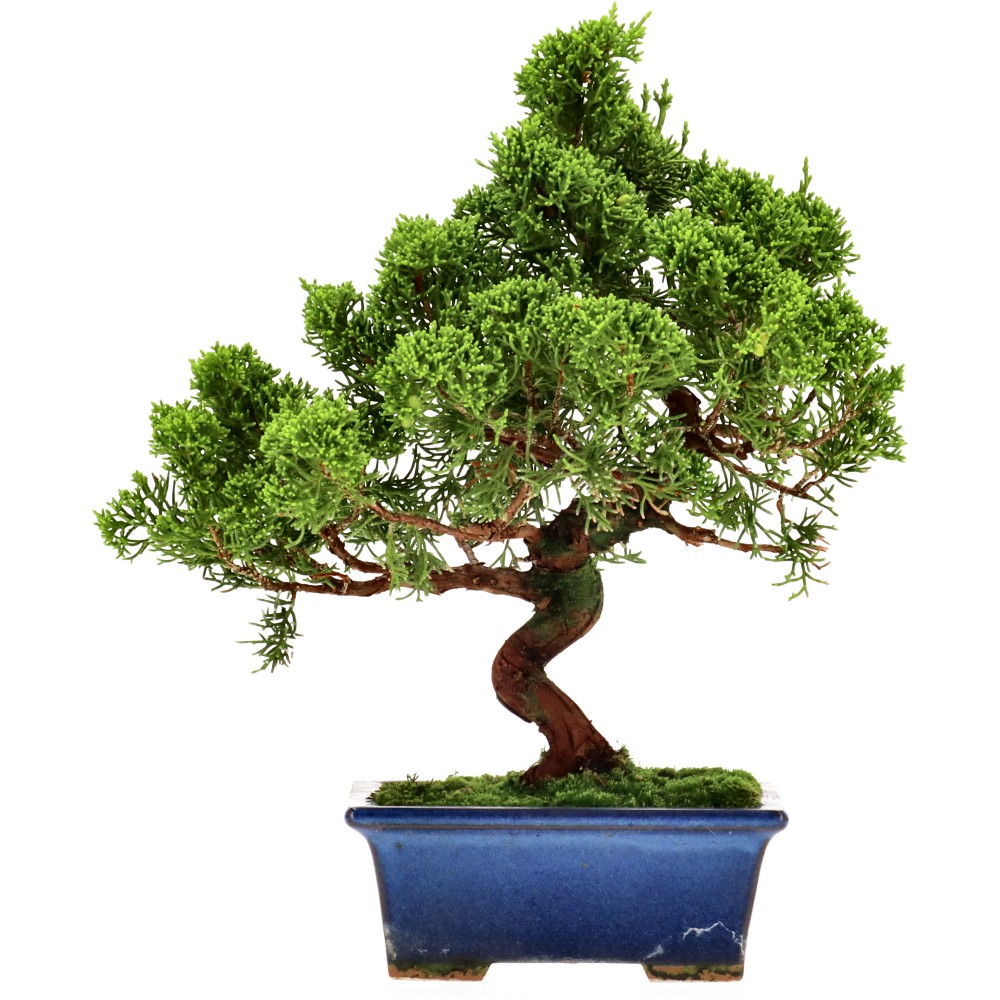 bonsai.fallbackImageTitle
