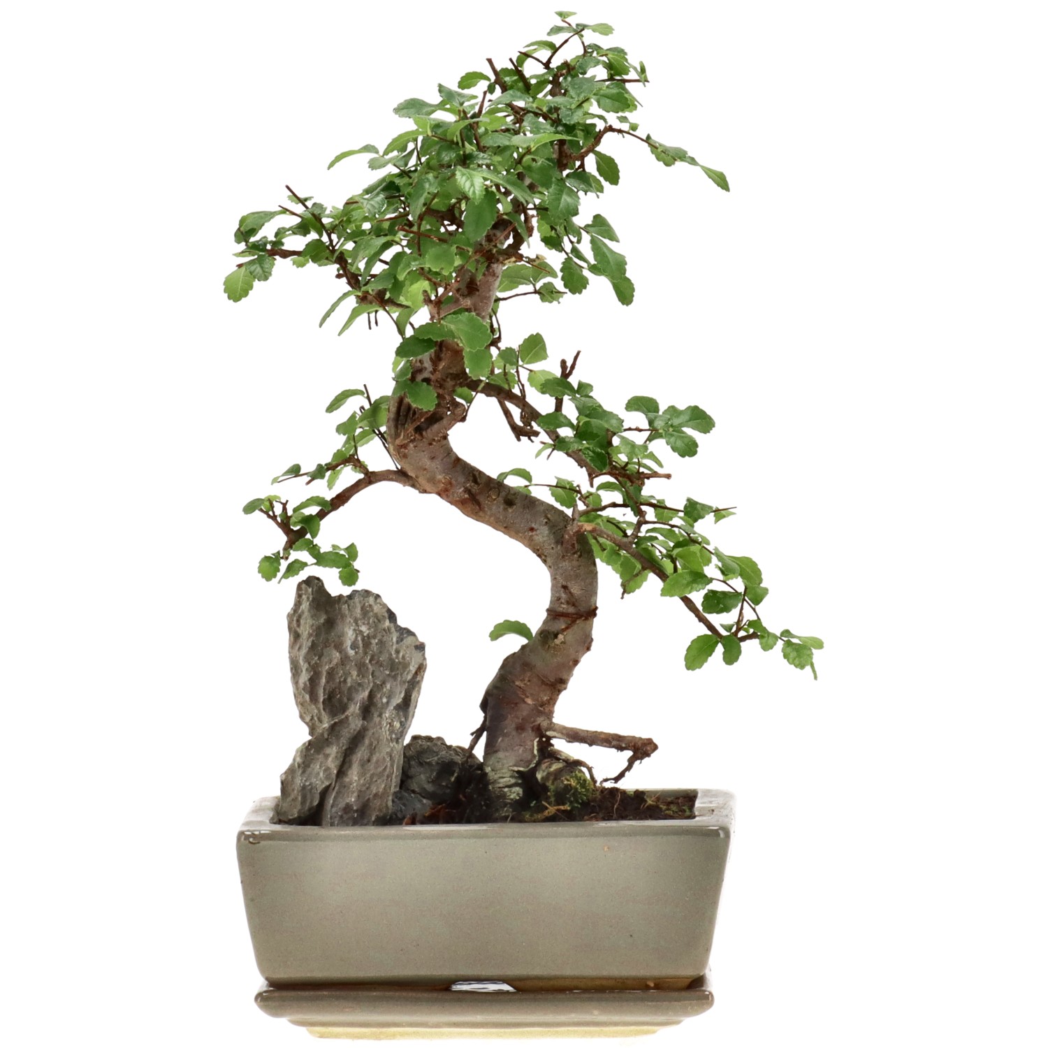 Chin. Ulme, mU., ca. 8 J. (24 cm)