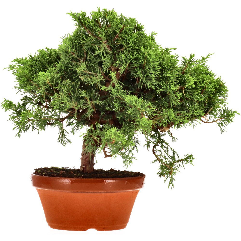 Genévrier de Chine, env. 20 ans (25 cm)