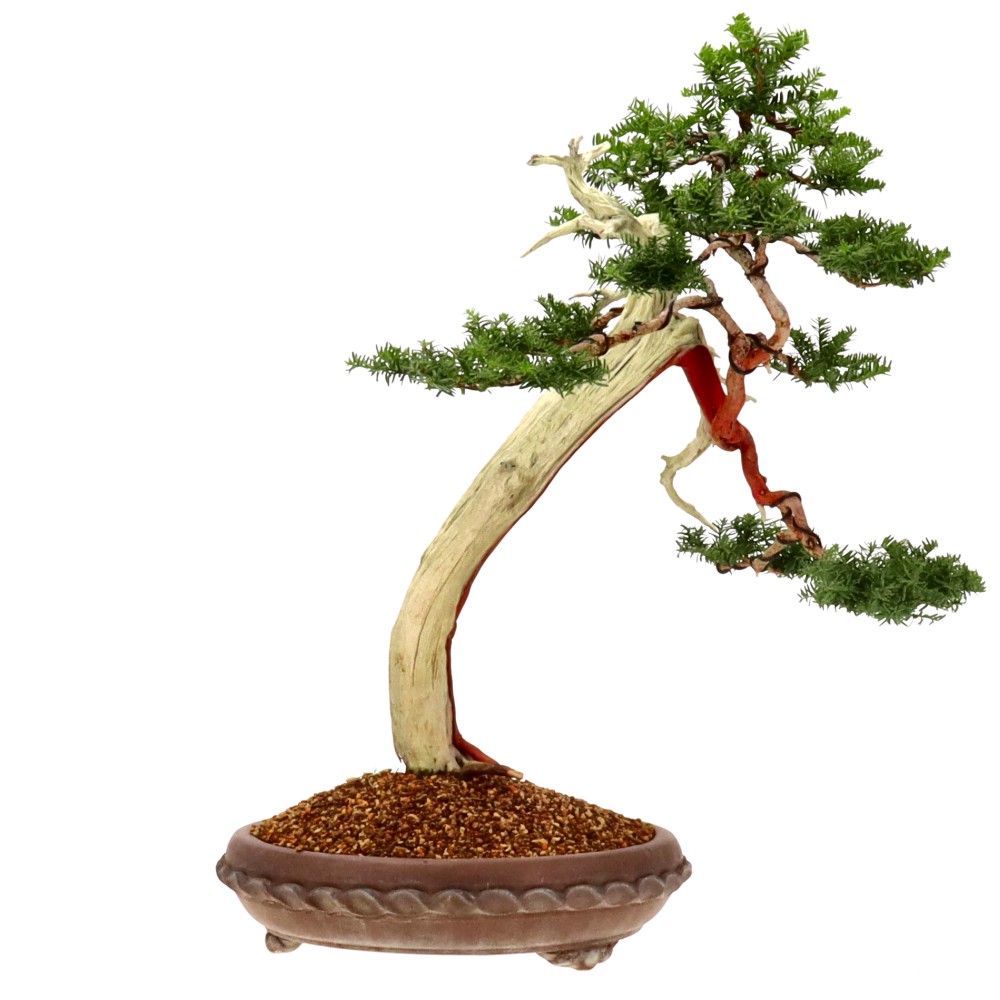 If du Japon, env. 40 ans (68 cm)