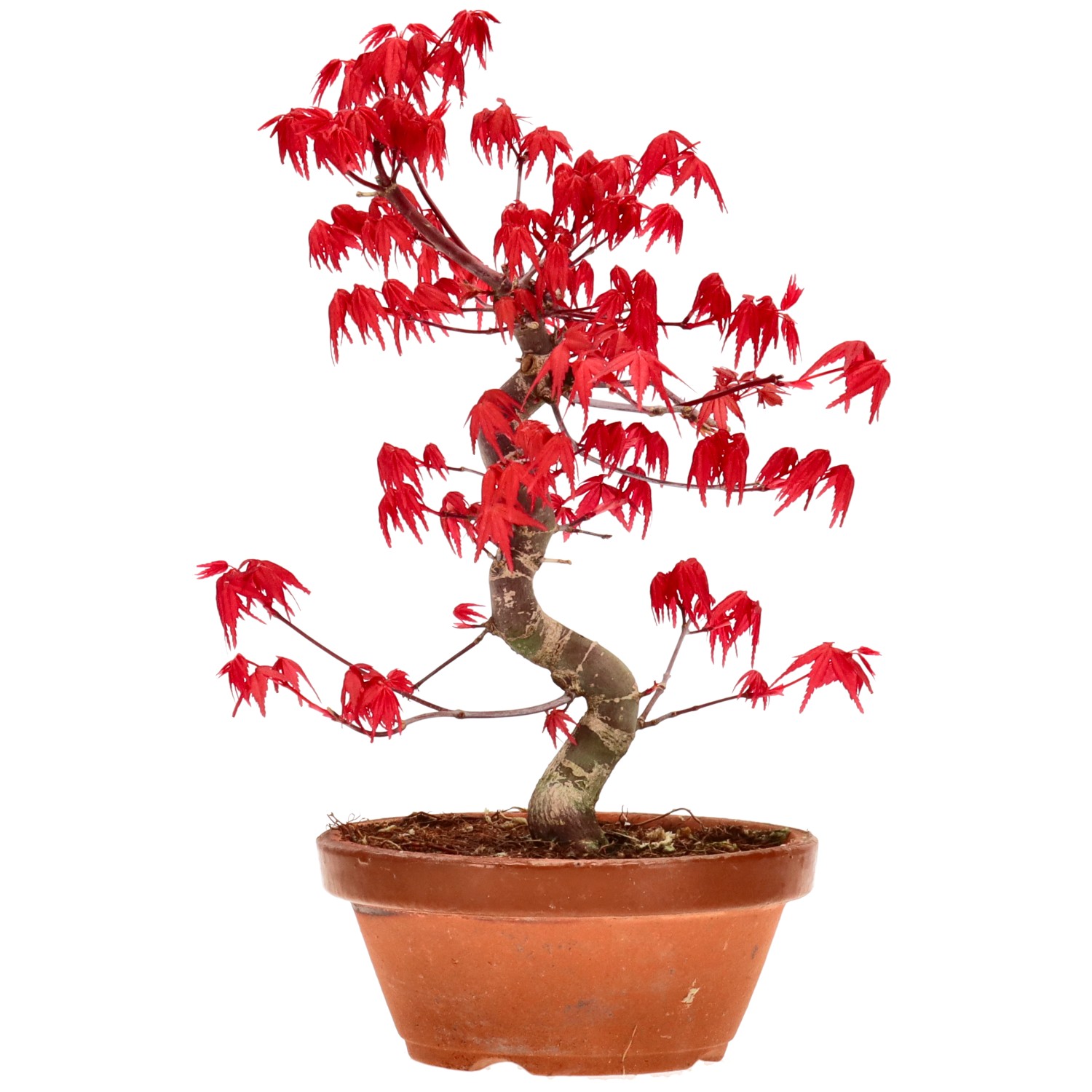 Érable du Japon (Deshojo), greffé, env. 10 ans (24 cm)