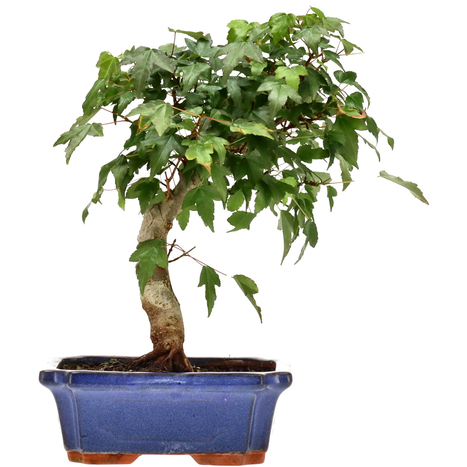 Acero tridente, ca. 9 anni (26 cm)