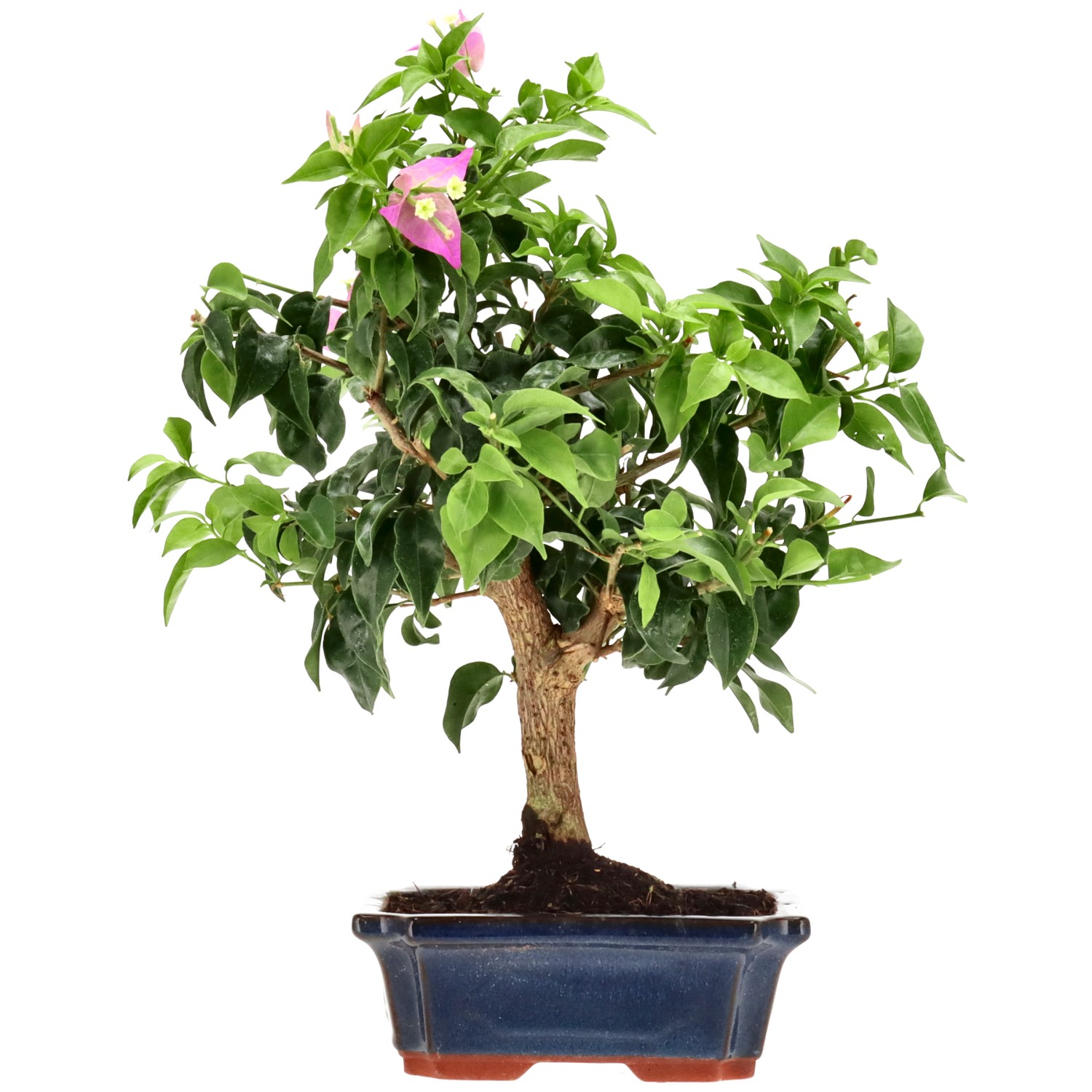 Bougainvillea (Drillingsblume), ca. 10 J. (35 cm)