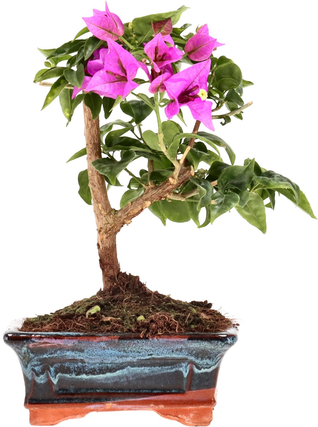 [B028] Bougainvillea (Drillingsblume), ca. 8 Jahre