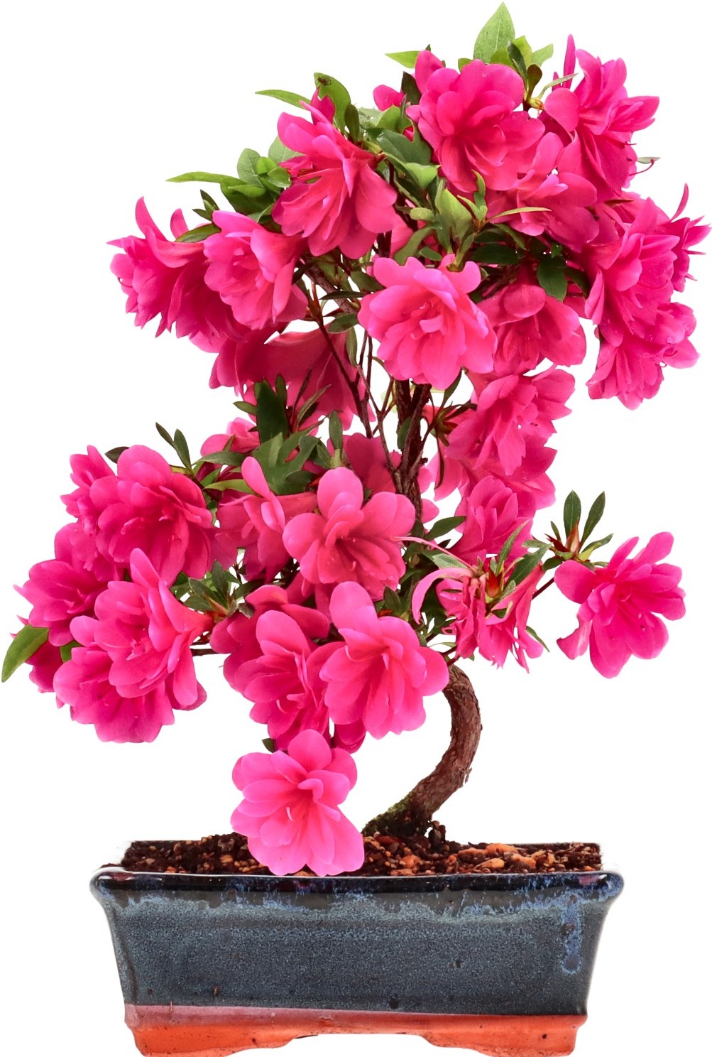 [B028] Azalea japónica, aprox. 8 annos