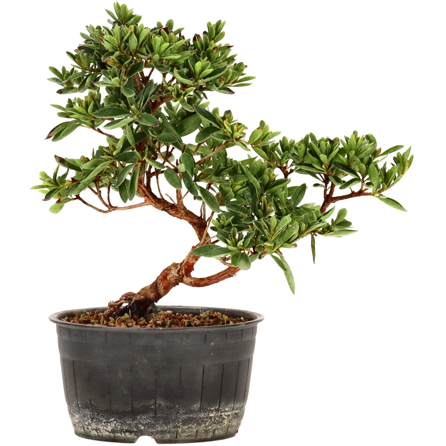 Azalea japónica, aprox. 12 años (19 cm)