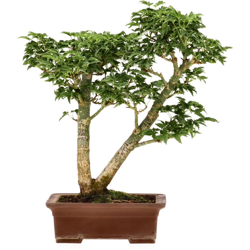 Acer palm. Shishigashira, env. 15 ans (29 cm)