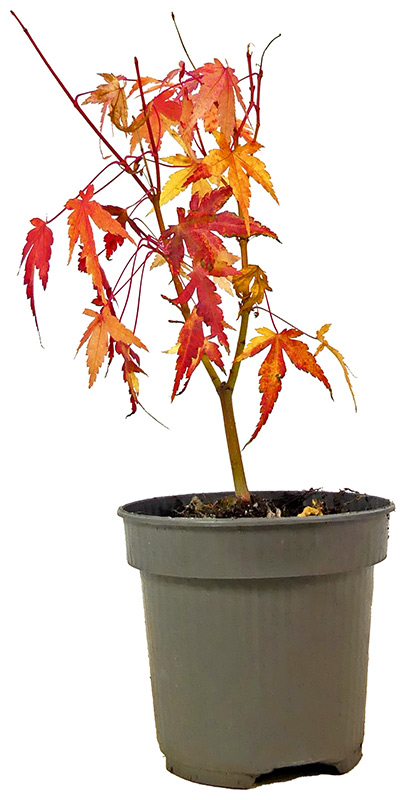 Acero palmato Katsura, ca. 3 anni (15-25 cm)