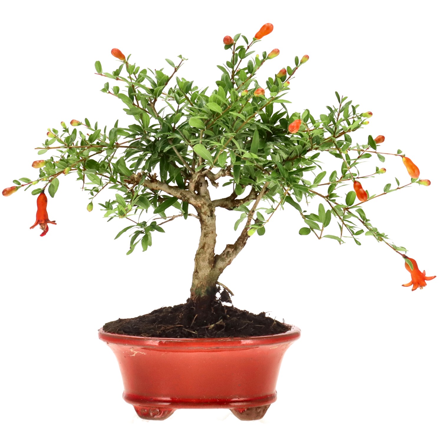 Grenadier commun, env. 7 ans (18 cm)