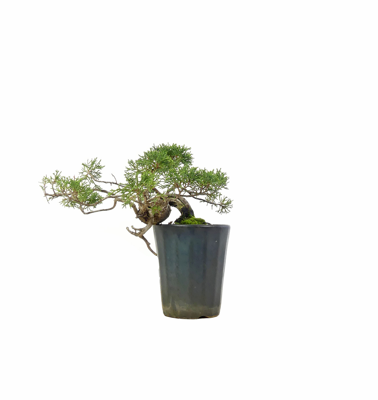 bonsai.fallbackImageTitle bonsai.fallbackImageTitle