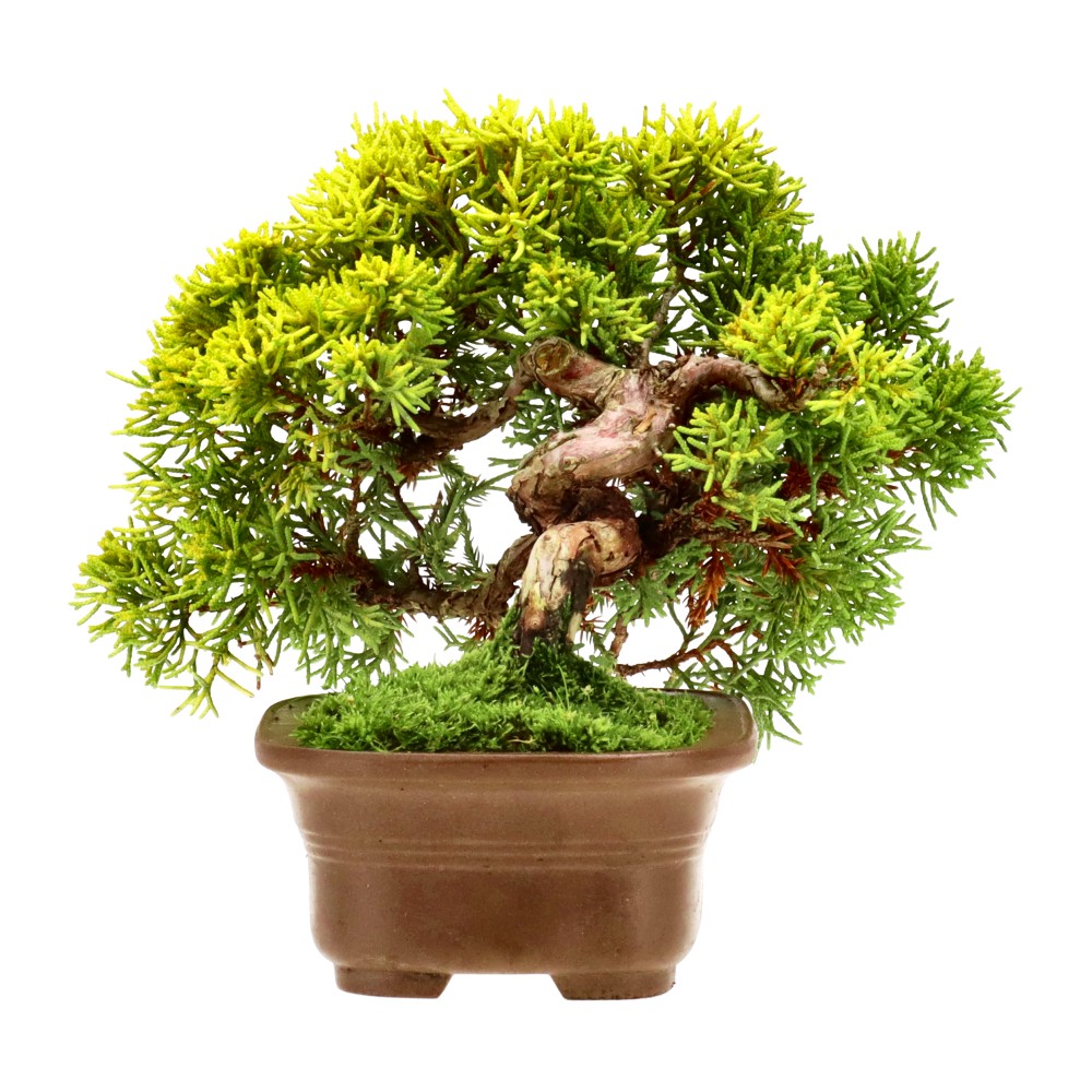 bonsai.fallbackImageTitle bonsai.fallbackImageTitle