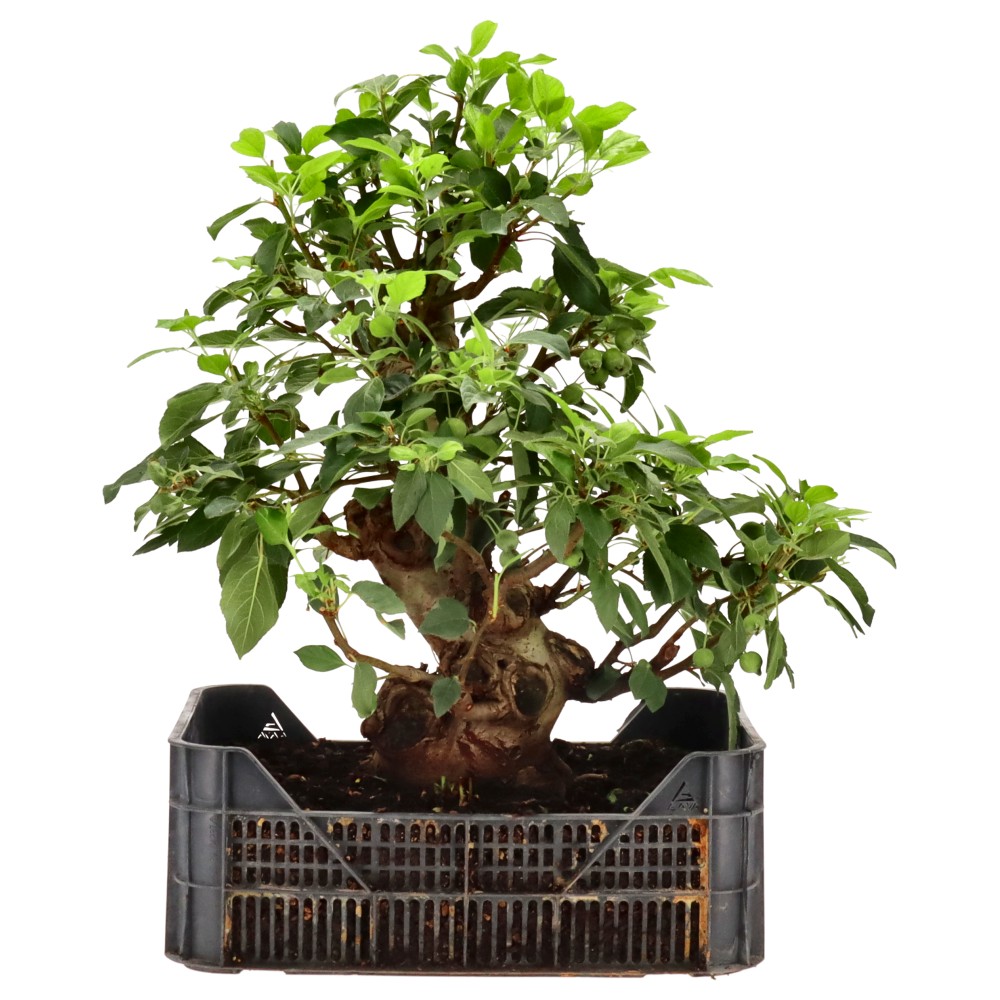 bonsai.fallbackImageTitle
