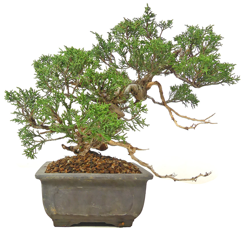 bonsai.fallbackImageTitle bonsai.fallbackImageTitle