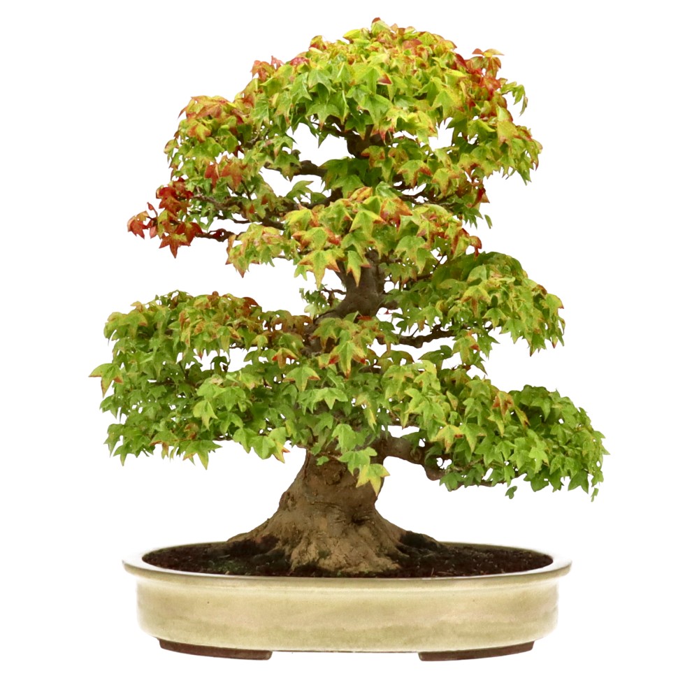 bonsai.fallbackImageTitle