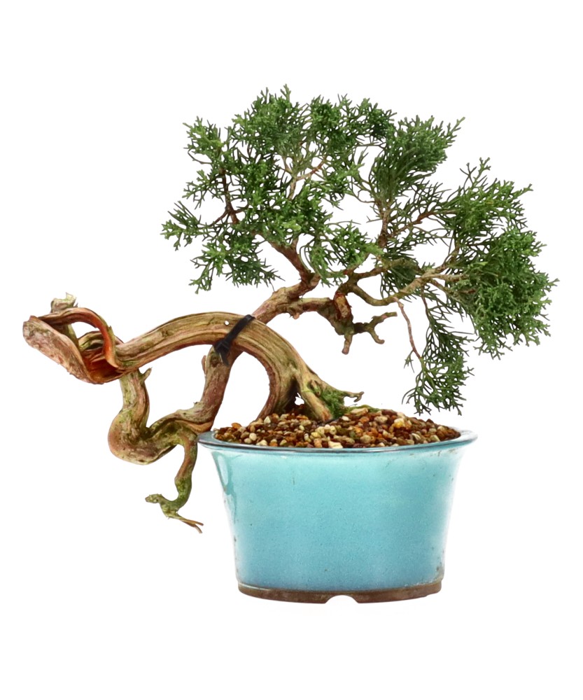 bonsai.fallbackImageTitle bonsai.fallbackImageTitle