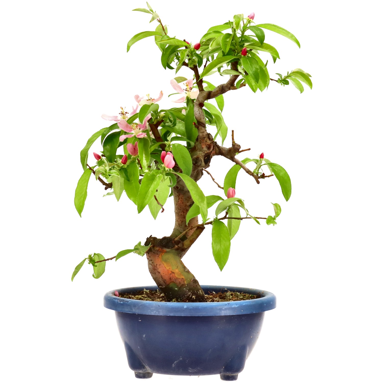 Chin. Quitte, ca. 16 J. (37 cm)