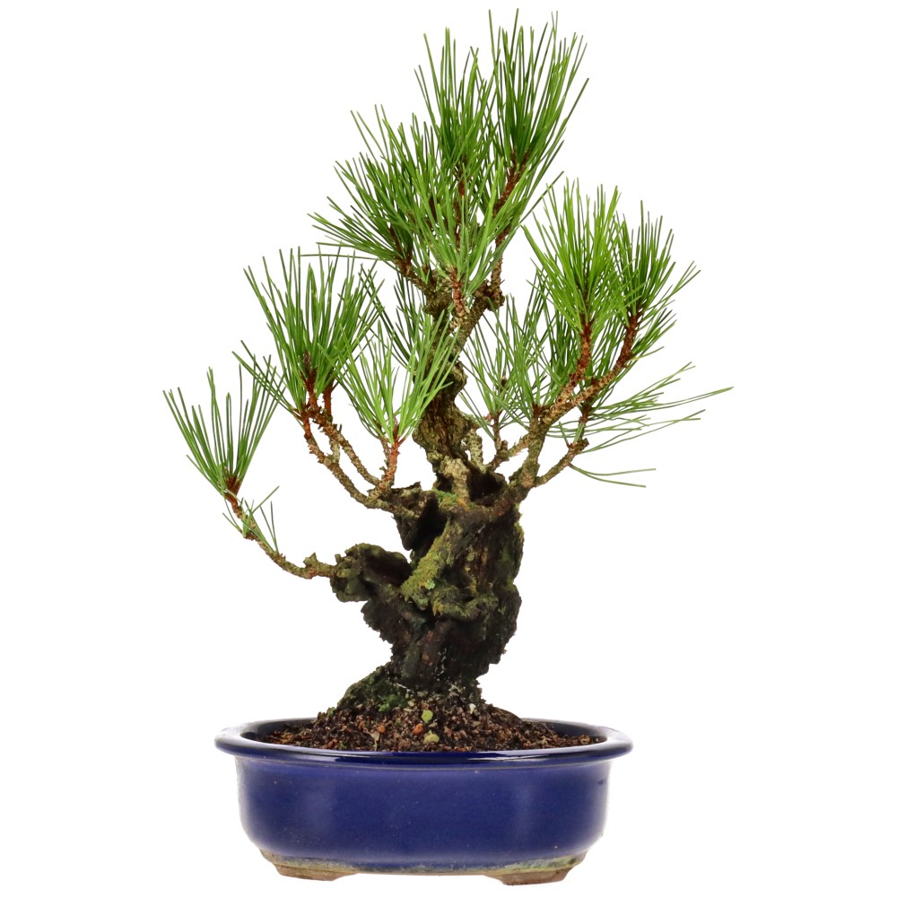 Jap. Corkbark pine, approx. 15 y. (31 cm)