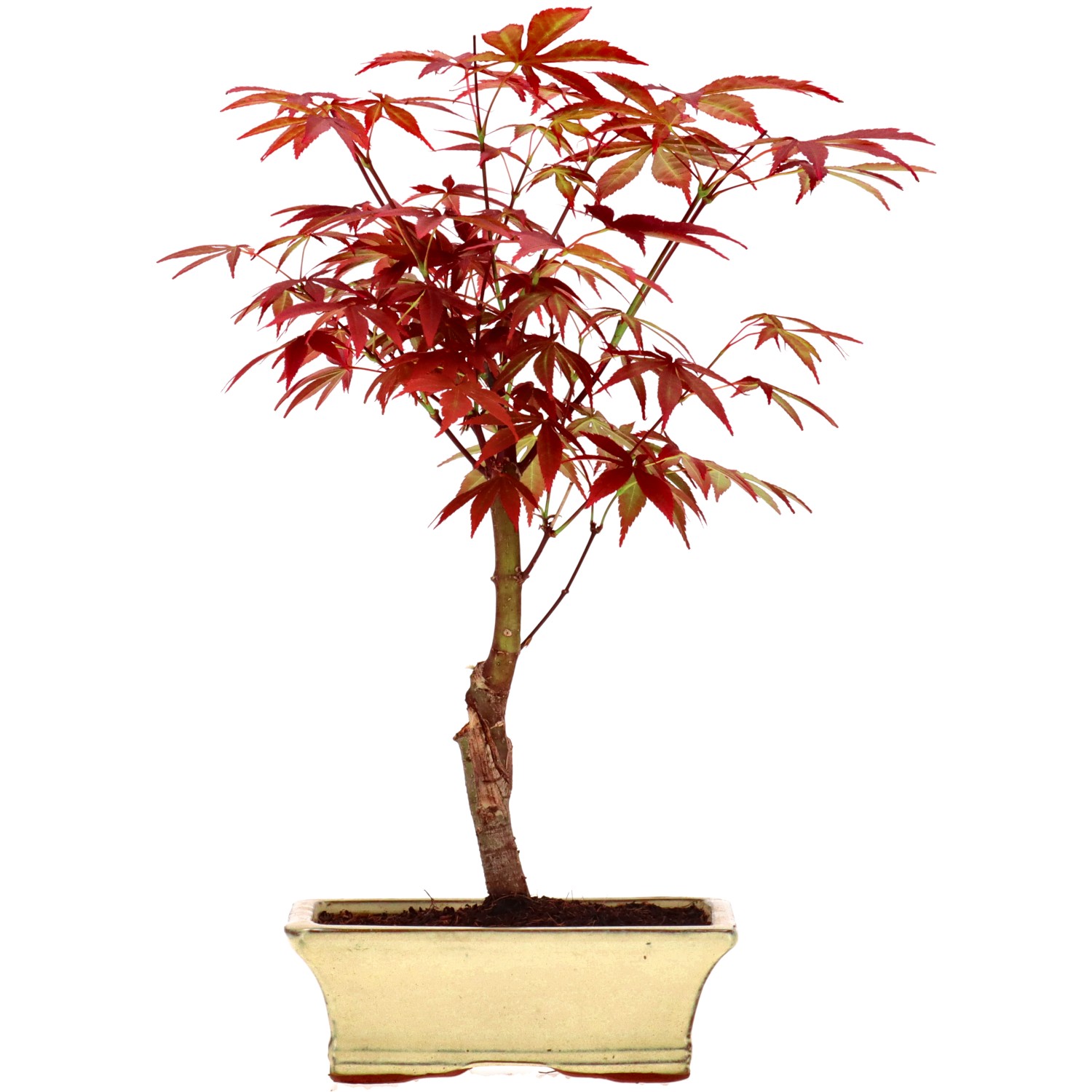 Jap. Fächerahorn (Atropurpureum), veredelt, ca. 9 J. (35 cm)