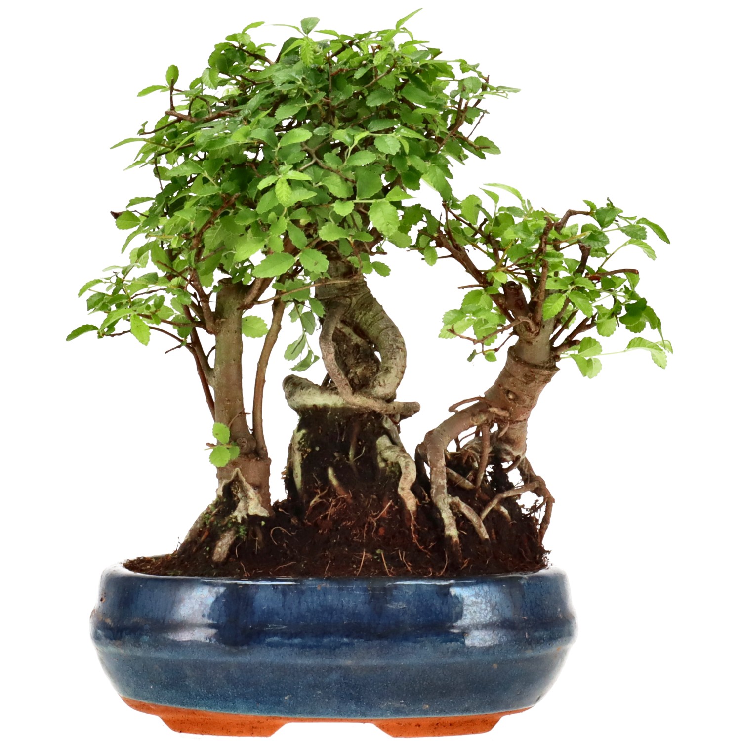 Chin. Ulme, ca. 10 J. (21 cm)