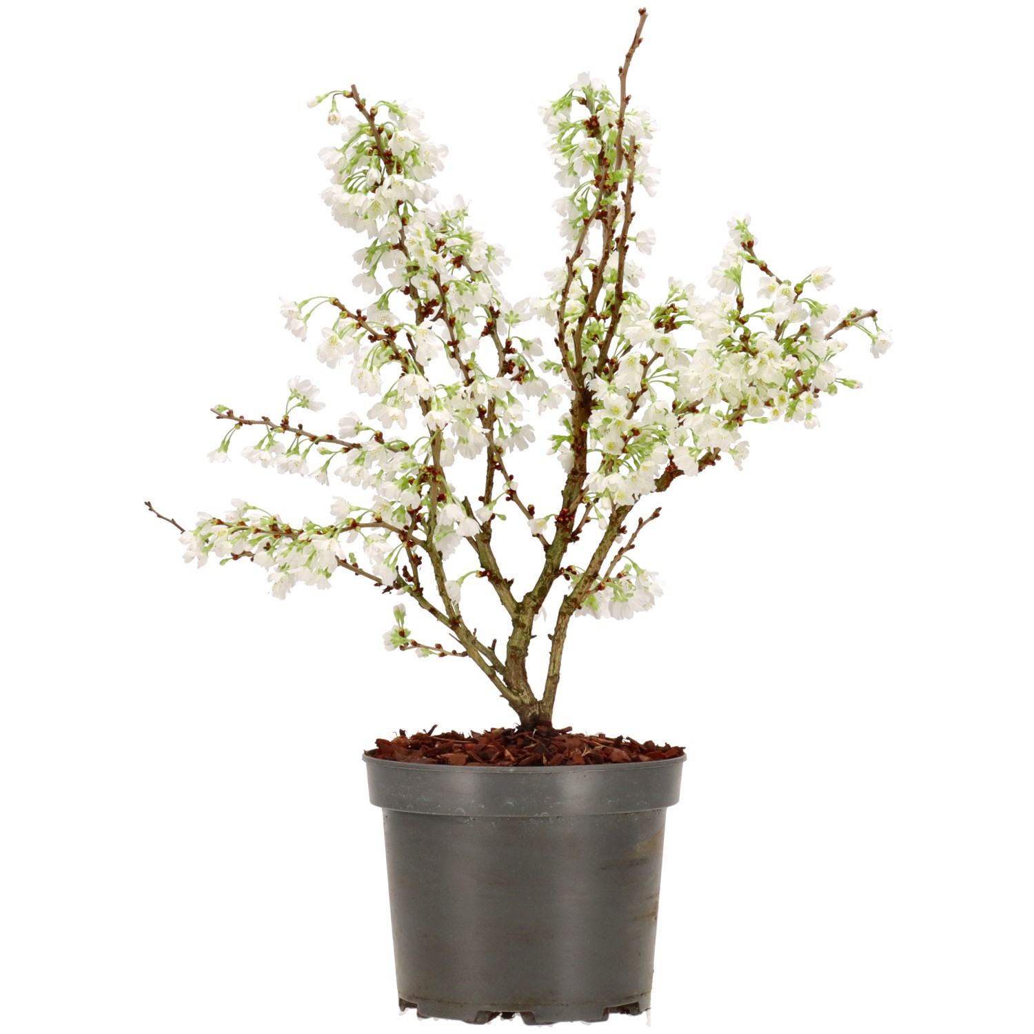 Fuji-Kirsche, ca. 4 J. (35-50 cm)